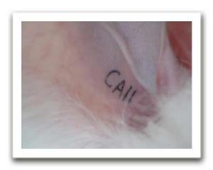 Every show rabbit must had an identifying tattoo in its ear.
