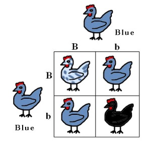 Basic Punnett Square using blue chickens. Aren't they cute? See how the colors change?
