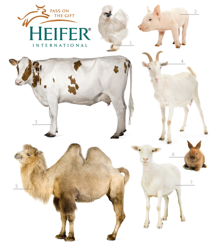 Give the Gift of Rabbits - Heifer International. 